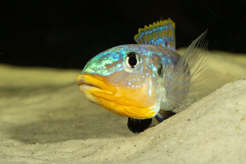 Enantiopus sp. 'kilesa'